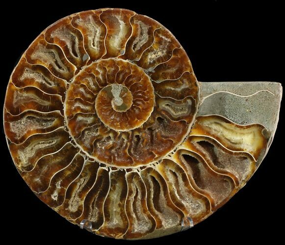 Cut Ammonite Fossil (Half) - Agatized #47702
